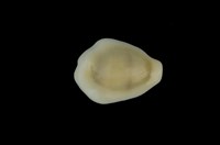 藏品(黃寶螺)的圖片